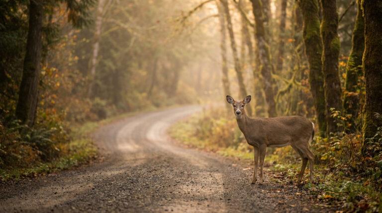 Biche : signification spirituelle d’une rencontre routière Une biche se tient debout sur un chemin de terre en forêt, baignée dans une douce lumière dorée automnale.