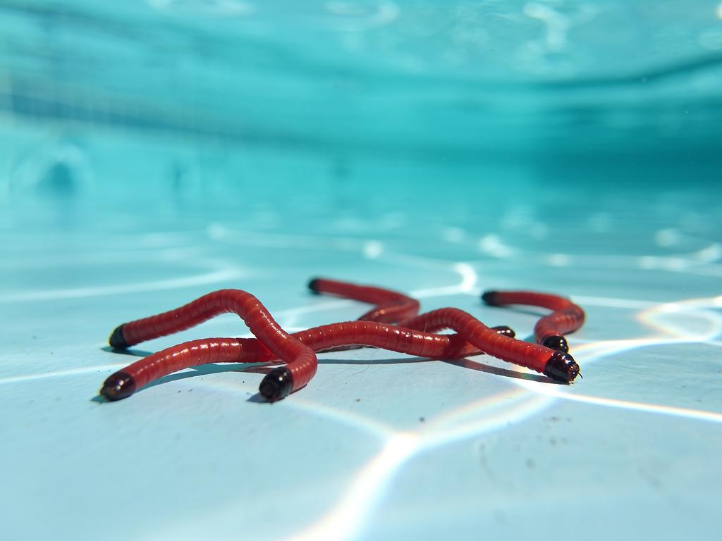 Larves de chironomes dans la piscine : comment s’en débarrasser efficacement ?