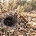 Une mygale de Provence sombre sortant de son terrier tapissé de soie dans un environnement rocheux et sec.