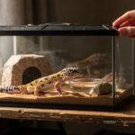 Gecko léopard observé de près dans un terrarium avec substrat sableux